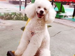 -美联众合动物医院·24h京西诊疗中心