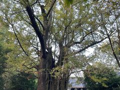 -西湖风景区十里琅珰-五云山