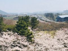 -雪绿茶博物馆