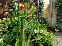 -花十悦·鲜花咖啡餐厅(振业城一期店)