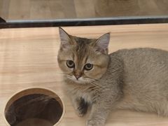 -袖虎·猫馆(体育西路店)
