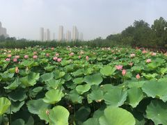 -前关湿地公园