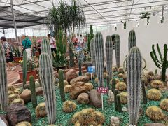 -海上花岛玫瑰园采摘