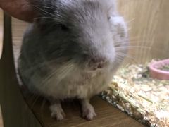 -藦茜花园宠物主题亲子互动体验馆(国顺东路店)