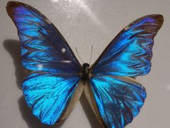 -上海昆虫博物馆