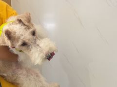 -瑞派康怡24h宠物医院·犬猫医疗中心·微创绝育(瑞景分院)