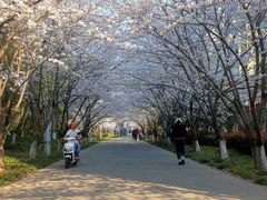 -高东镇樱花园