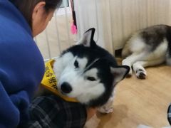 海参-Husky Go! 哈士奇体验馆·宠物咖啡厅狗咖