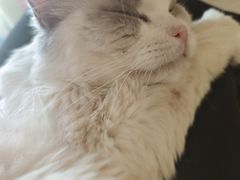 -猫在这儿猫咪咖啡馆·撸猫馆