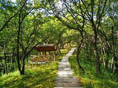-莲花山花海