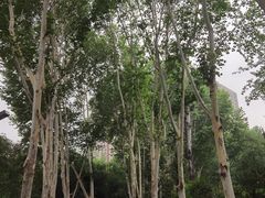 -西安市长乐公园