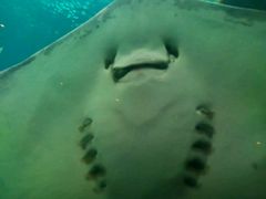 -洛阳龙门海洋馆