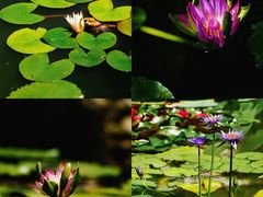 -国家植物园南园