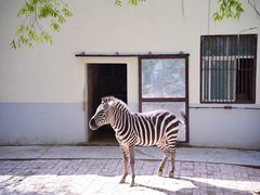 -青藏高原野生动物园