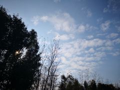 -合肥滨湖国家森林公园