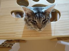-Pets First伊珊娜洗护·精致美容·家庭式寄养(新会路店)