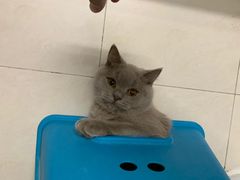 -美联众合宠物医院·爱萌分院·内外科·猫科中心