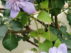 -三圣花乡旅游区