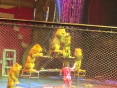 -珠海横琴长隆《卡卡虎奇遇记》