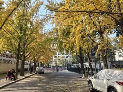 -三里屯东五街银杏大道