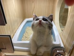 -屋虎猫馆(宝安大仟里店)