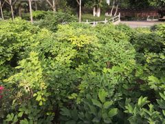 -洛阳市牡丹公园