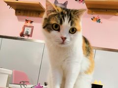 -三花喵·撸猫购宠·宠物生活馆(虹桥南丰城店)