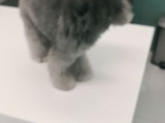 -欧奕国际动物医院