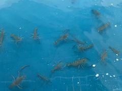 -SHRIMP CLUB万东餐饮钓虾·清吧