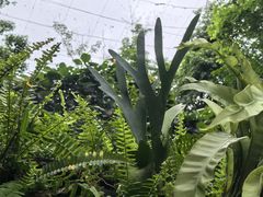 -野象谷景区