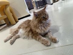 -藏猫猫咖啡主题馆(中央大道店)