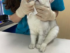 -宠颐生猫科·内科皮肤科(西平世纪城店)