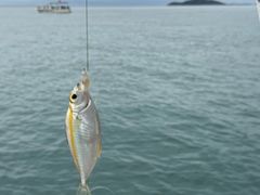 -小猫钓鱼海钓俱乐部(椰梦长廊店)