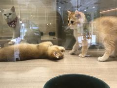 -飞行喵MR PILOT|猫舍·猫咖(静安大融城店)