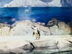 -临沂极地海洋王国