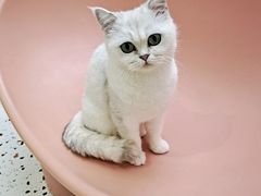 -Umiao与猫咖啡 猫咖