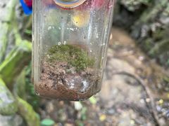 -西双版纳原始森林公园