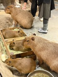 -Zoolung Zoolung动物主题公园(海信广场店)