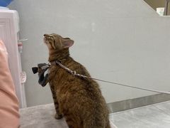 -安安宠医宠物医院·异宠·犬猫内科(岳阳分院)