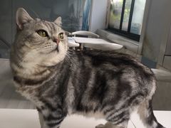 -喵的天空名猫咖啡馆·撸猫·猫舍·用品