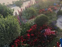 -荷兰花海