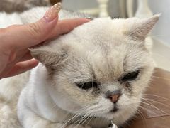 -共舞时光猫咖·狗咖(新街口店)