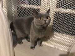-猫色咖啡·猫咖