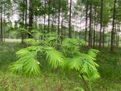 -黄海国家森林公园