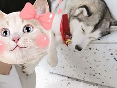 -Husky Go!哈士奇体验馆·宠物咖啡厅狗咖