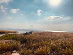 -上海长兴岛郊野公园