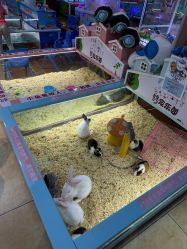 -万达宝贝王(长春红旗街店)