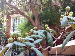 枇杷满树-厦门良筑精品酒店(厦门中山路店)