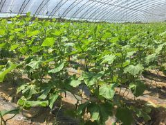 -万源龙顺度假庄园生态观光园