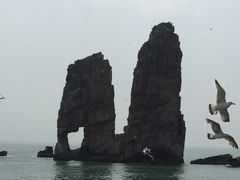 -长岛万鸟岛